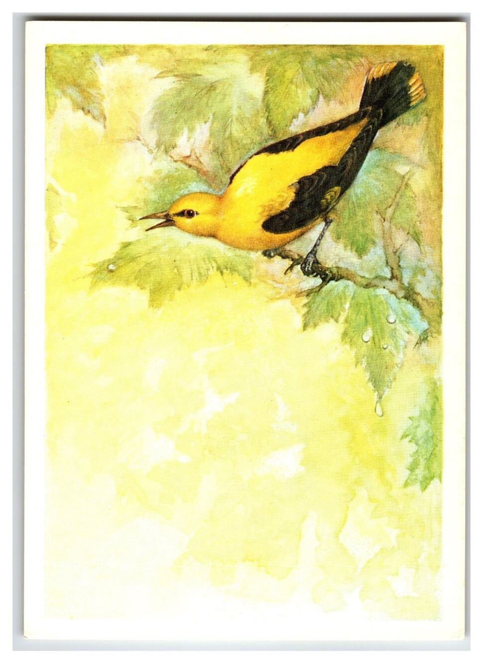 1979 USSR Golden Oriole Bird Postcard by A. Isakov - Nature Wildlife Art